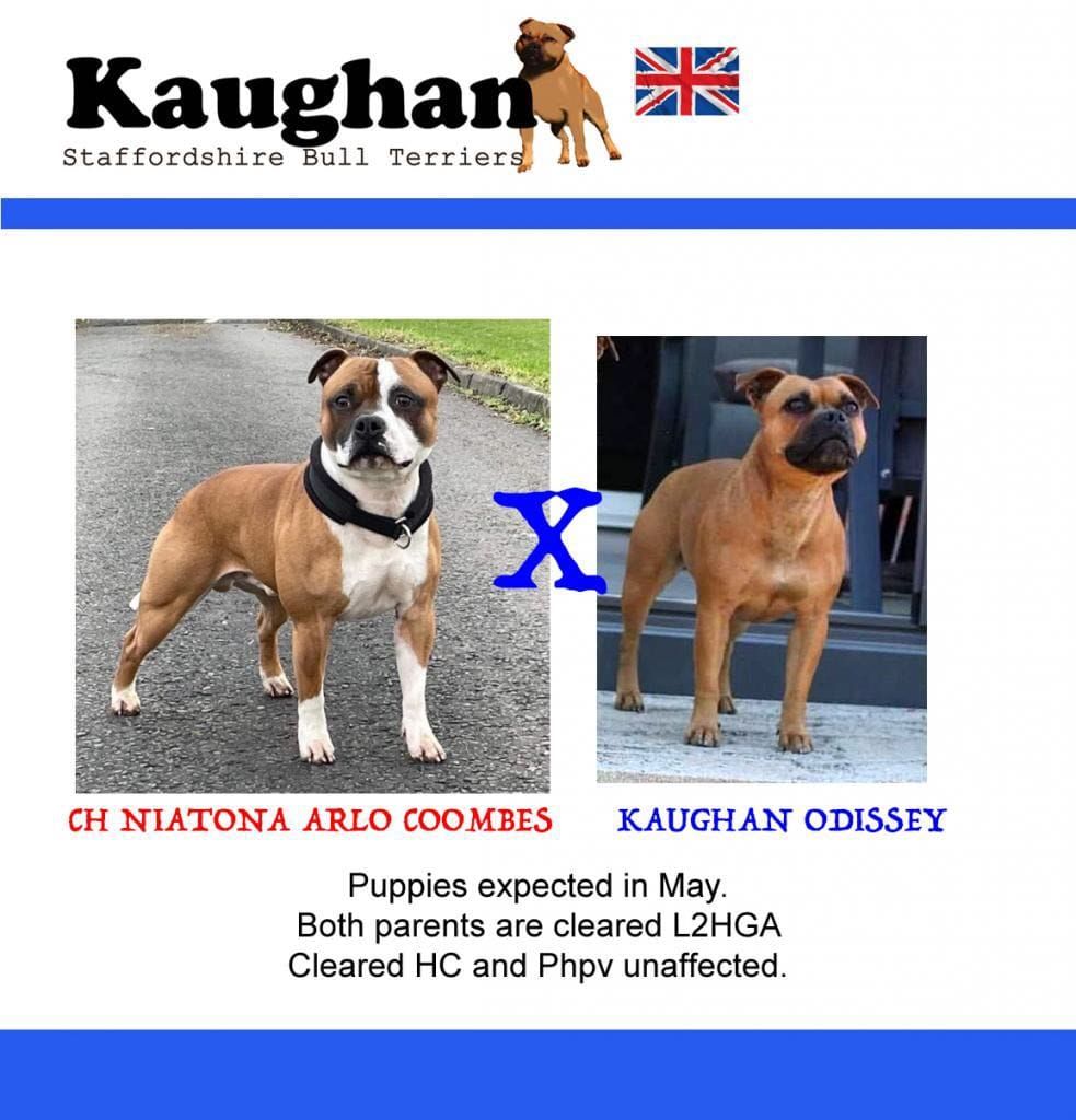 chiot Staffordshire Bull Terrier of Kaughan