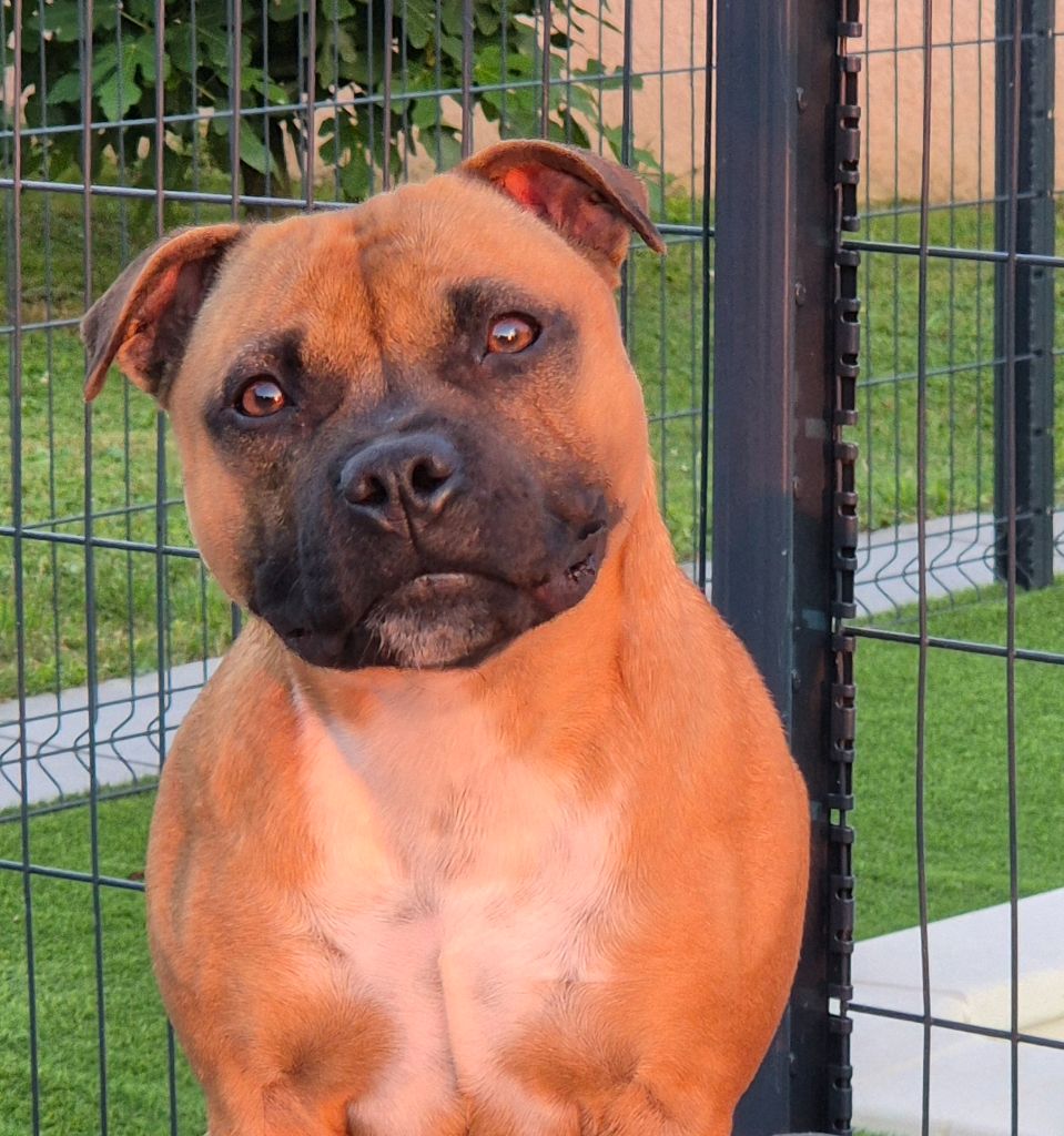 of Kaughan - Chiot disponible  - Staffordshire Bull Terrier