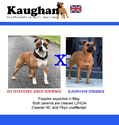 of Kaughan - Staffordshire Bull Terrier - Portée née le 09/05/2023