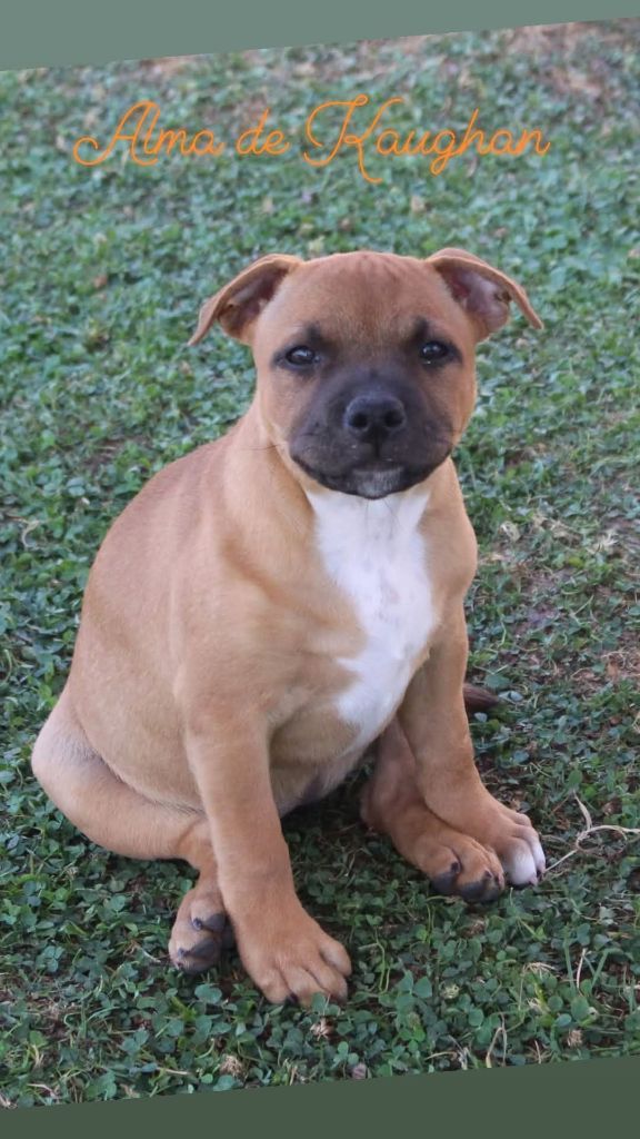 of Kaughan - Chiots disponibles - Staffordshire Bull Terrier