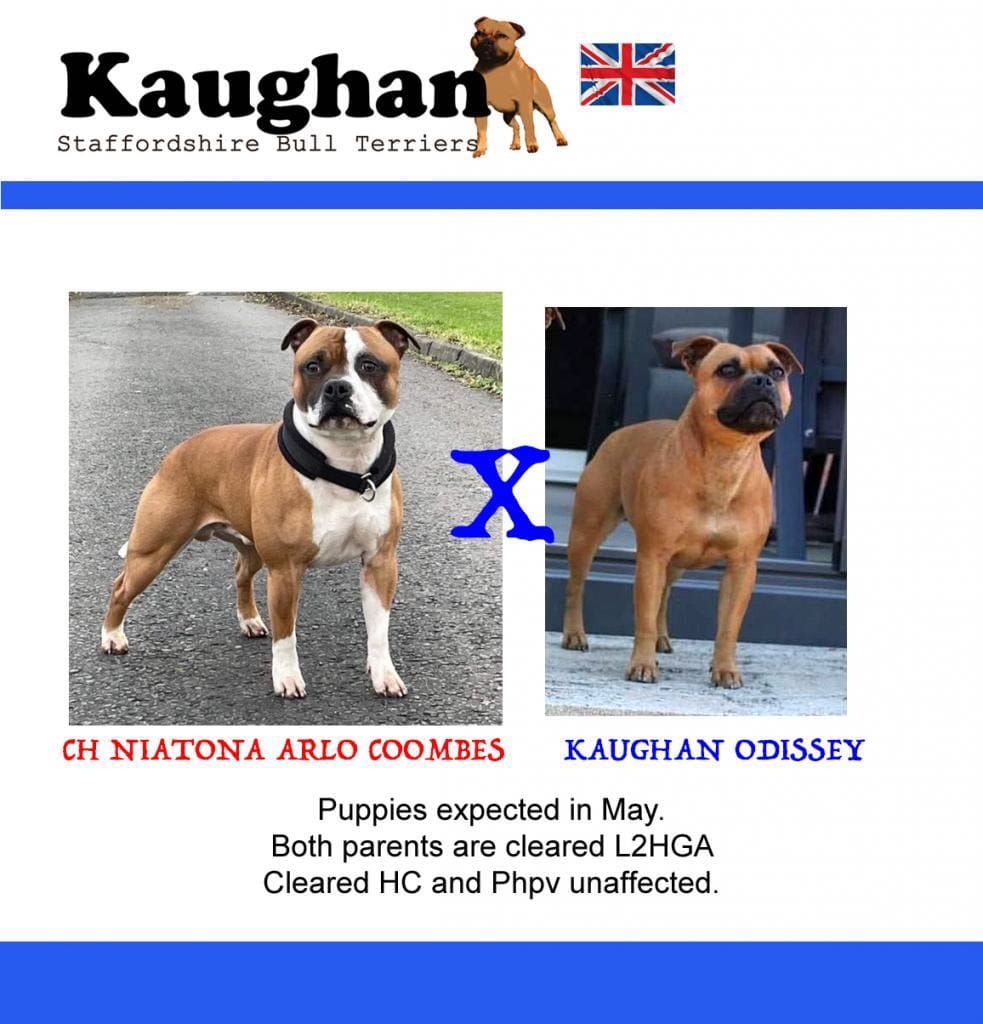 Chiot Staffordshire Bull Terrier of Kaughan